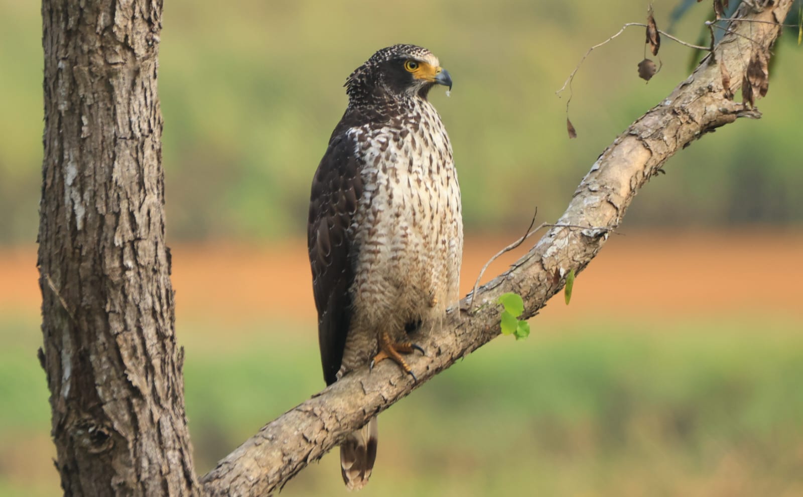 A crested serpent eagle perched on a bare limb above open grassland