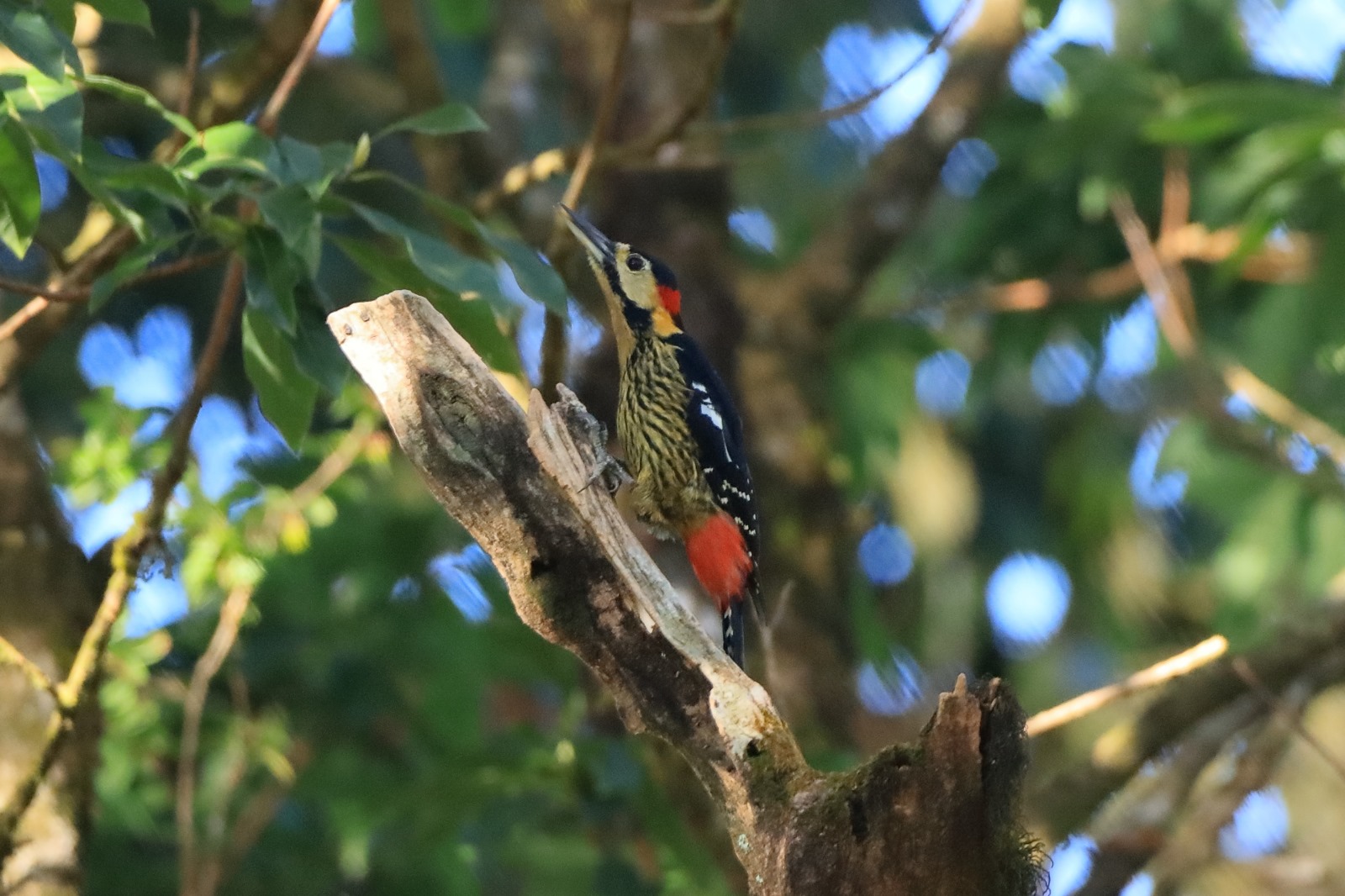 A woodpecker with a crimson nape and scarlet vent gripping a bare branch in the canopy