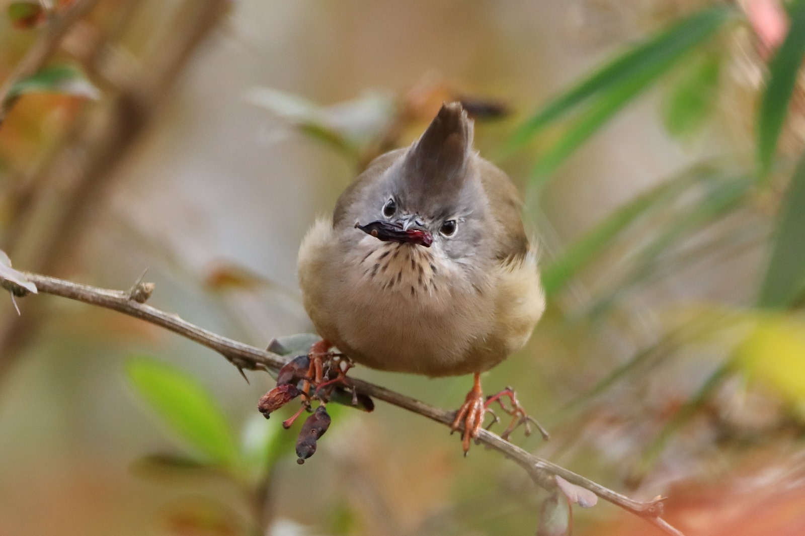 A crested yuhina with a finely streaked throat, holding a berry on a thin branch