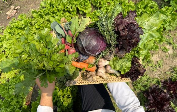 Hands carrying a woven tray of just-picked cabbage, carrots, radishes, ginger, and herbs across the lettuce beds of the Nepali Ghar organic farm
